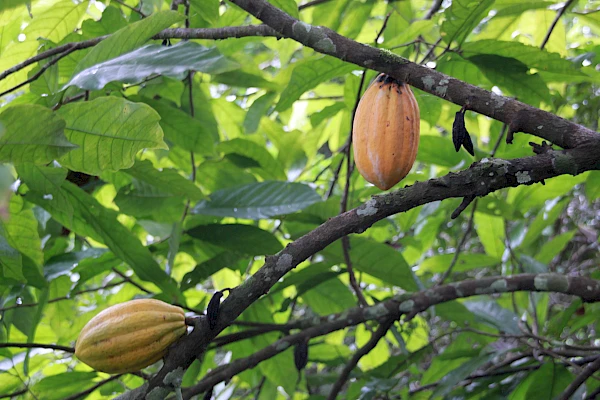 The cocoa price has doubled in mere months